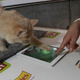 Image for article titled Here is a Video Game You Can Play Against Your Cat